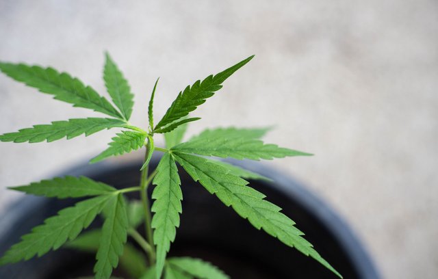 Beide CBD und THC sind Substanzen, die in der Cannabispflanze beinhaltet sind.
