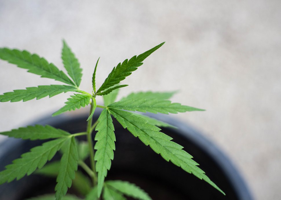 Beide CBD und THC sind Substanzen, die in der Cannabispflanze beinhaltet sind.