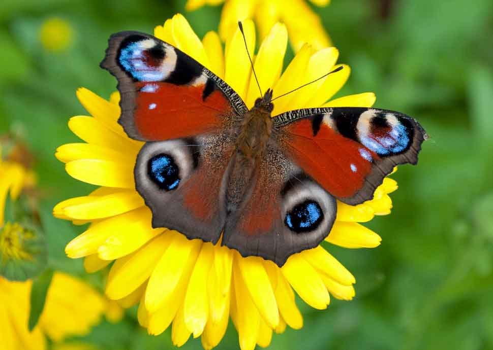 Wenn Schmetterlinge im Garten tanzen