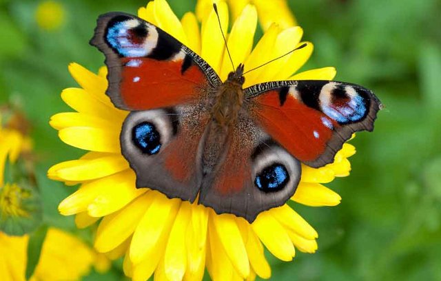 Wenn Schmetterlinge im Garten tanzen