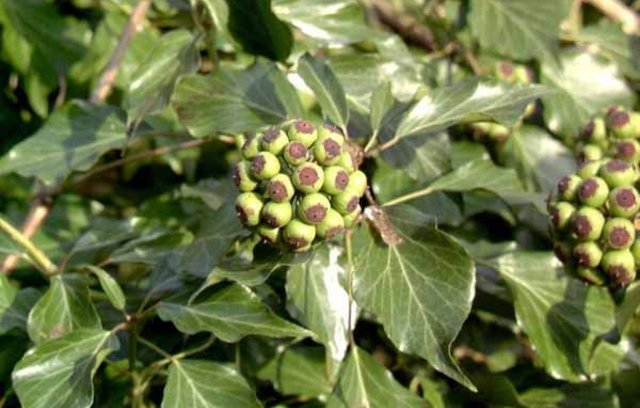 Strauchefeu – Hedera helix ‘Arborescens‘