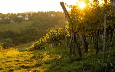 Einen Wein von guter Qualität erkennen