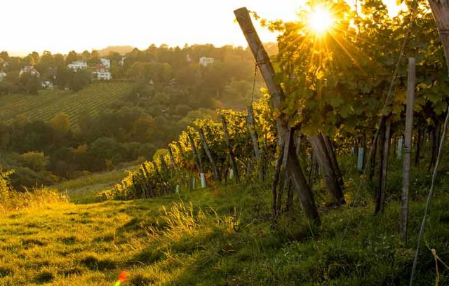 Einen Wein von guter Qualität erkennen