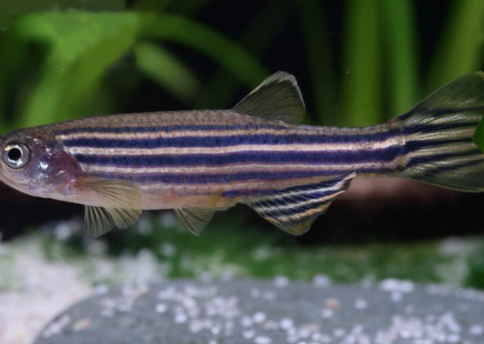 Zebrabärblinge, Fische, Altersforschung Zebrabärblinge, Fische, Altersforschung