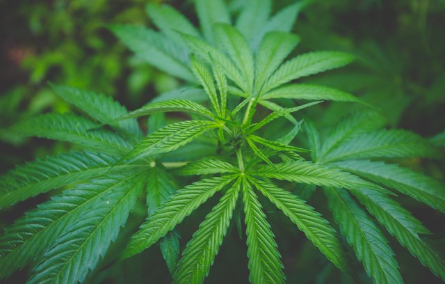 Cannabidiol (CBD) wird viele positive Eigenschaften zugesprochen.