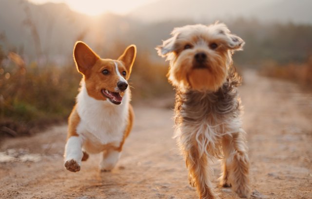 Hunde sind ziemlich beste Freunde... für immer