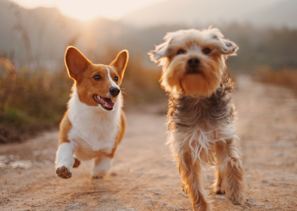 Hunde sind ziemlich beste Freunde... für immer