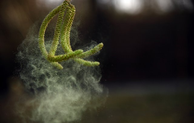  Pollen - die Plagegeister der warmen Jahreszeiten