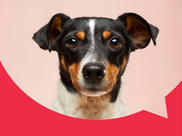 Quiz Tiere