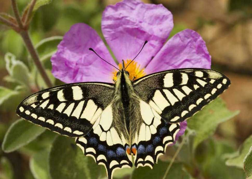 Schmetterlling Schwalbenschwanz