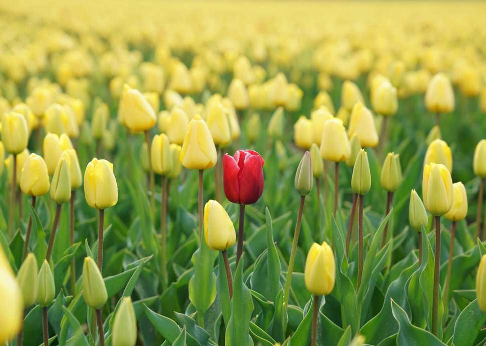 Welche Pflanzen blühen im Frühling?