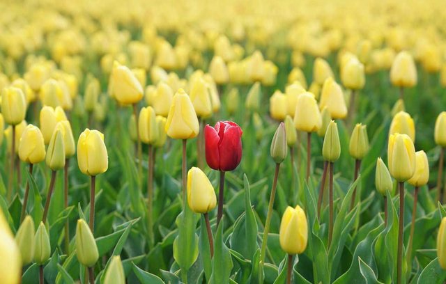 Welche Pflanzen blühen im Frühling?