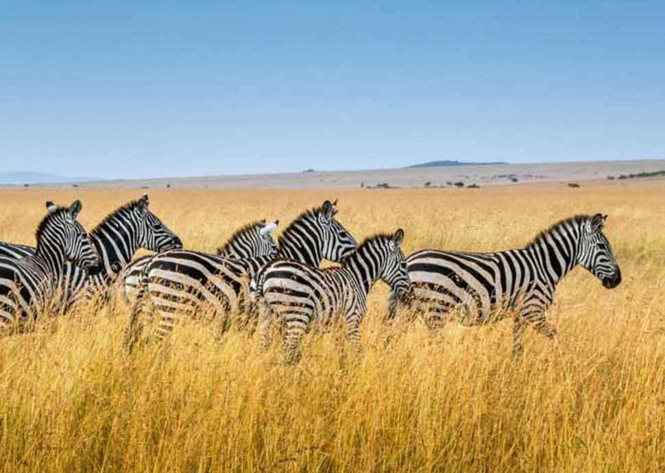 Safari, Reisen, Insekten Safari, Reisen, Insekten