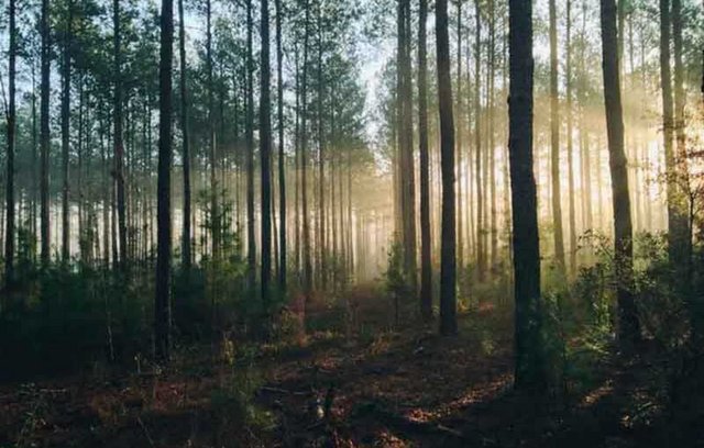 Waldbaden und Achtsamkeit erleben