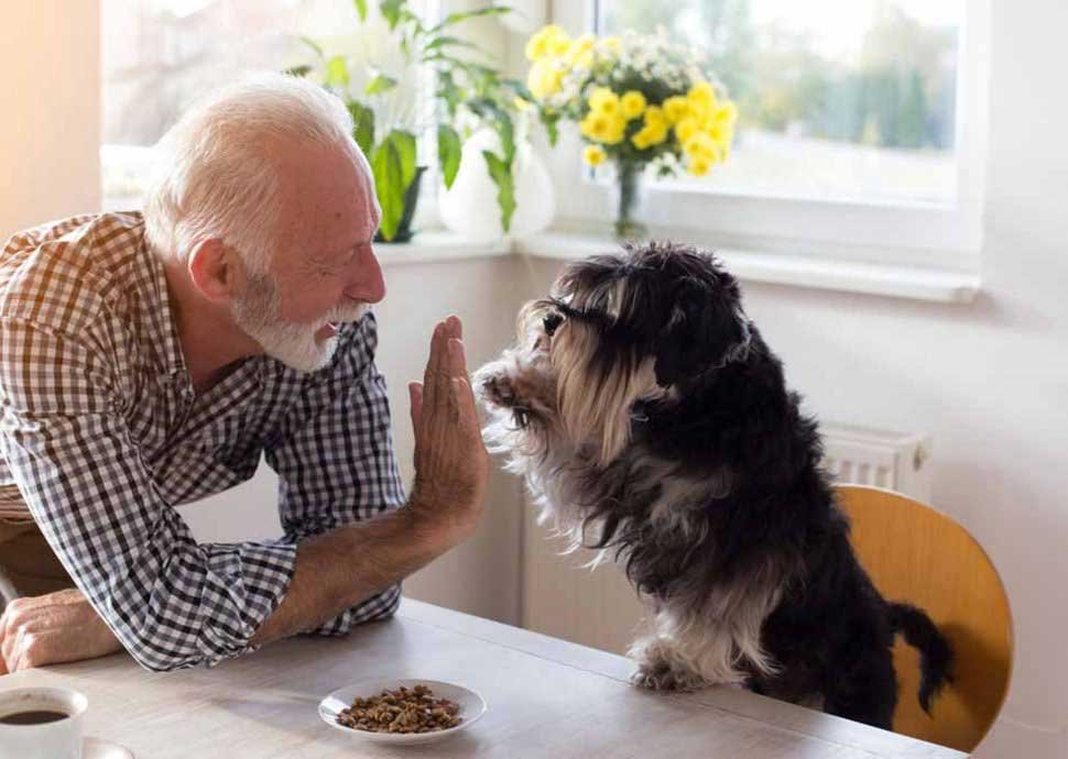 Ein Hund als Haustier - wann bin ich zu alt dafür?