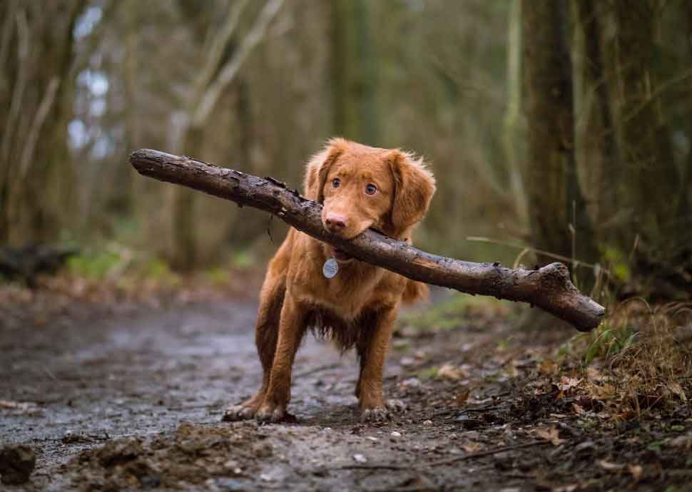 Hund, Beziehung, Tiere, Haustiere