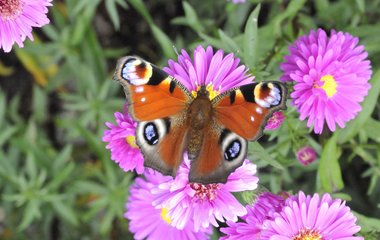 A Butterfly flutters by…