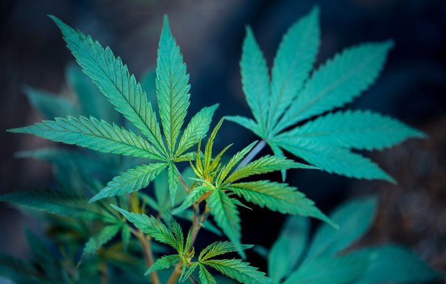 Marihuana hilft bei chronischen Schmerzen