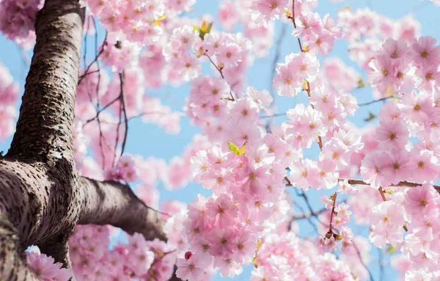 Frühling - Warum weckt er unsere Lebensgeister?